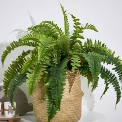 Plantas Artificiais-CASA Boston Sambaia Verde