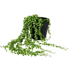 Plantas Artificiais-CASA Senecio Planta Verde