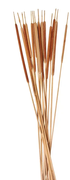 Flores Artificiais-CASA Typha Canas Conjunto De 15 Natural